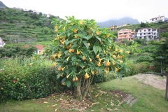 Brugmansia versicolor