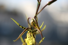 Brassidium Shooting Star 'Black Gold'