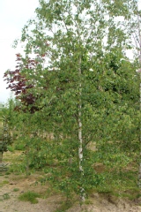 Betula verrucosa