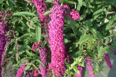 Lilas dété, Buddleia, Arbre aux papillons, Arbre à papillons 'royal red', Buddleia du père david