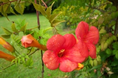 Photo de Bignonia capensis