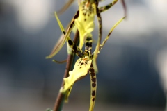 Brassidium Shooting Star 'Black Gold'