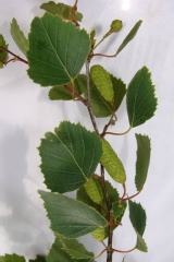 Betula verrucosa