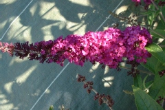 Lilas dété, Buddleia, Arbre aux papillons, Arbre à papillons 'royal red', Buddleia du père david