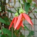 Begonia boliviensis - Begonia