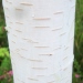 Betula utilis ssp. jacquemontii