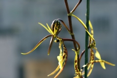 Brassidium Shooting Star 'Black Gold'