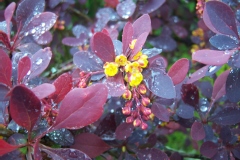 Berberis, Epine-vinette de thunberg pourpre, Epine-vinette du japon