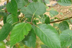 Betula utilis