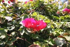 Bougainvillea