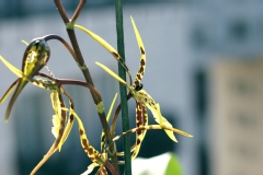 Brassidium Shooting Star 'Black Gold'