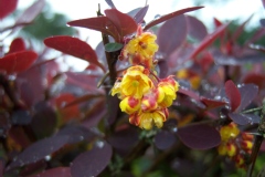 Berberis, Epine-vinette de thunberg pourpre, Epine-vinette du japon