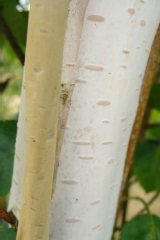 Betula utilis