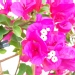 Bougainvillea