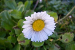 Pâquerette, Petite marguerite