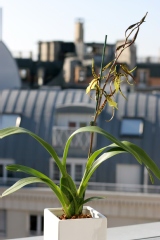 Brassidium Shooting Star 'Black Gold'