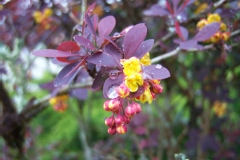 Berberis, Epine-vinette de thunberg pourpre, Epine-vinette du japon