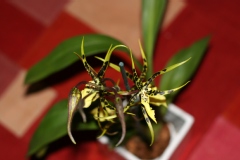 Brassidium Shooting Star 'Black Gold'