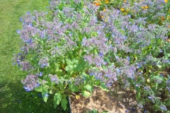 Bourrache, Bourrache officinale