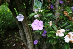 Brunfelsia pauciflora calycina