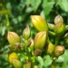 Bignonia capensis