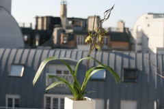 Brassidium Shooting Star 'Black Gold'