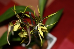 Brassidium Shooting Star 'Black Gold'