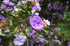 Brunfelsia pauciflora calycina