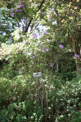 Brunfelsia pauciflora calycina