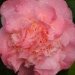 Camelia, Camelia du japon, Camelia 'mary j. wheeler'