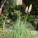 Cortaderia selloana - Herbe des pampas