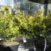 Chamaecyparis columnaris glauca - 