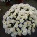 Chrysanthème, Chrysanthème 'perle d'o'