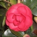 Camellia 'Black Lace'