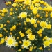 Chrysanthemum