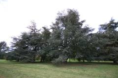 Cedrus atlantica 'Manetti'