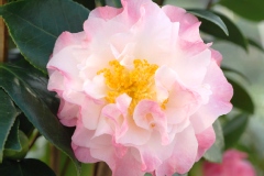 Camelia, Camelia 'nuccio's jewel'