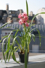 Cymbidium Pretty Pink