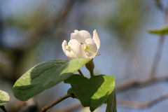 Cydonia oblonga 'Vranja'