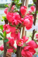 Chaenomeles speciosa 'Rubra'