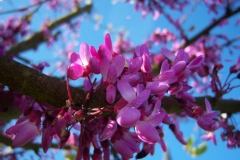 Photo de Cercis siliquastrum