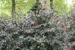 Camelia, Camelia 'freedom bells'