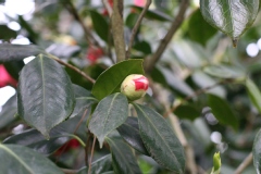 Camellia japonica 'Drama Girl'