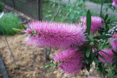 Goupillon, Rince bouteille, Callistème, Callistemon