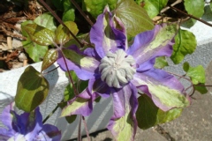 Clematis 'Vyvyan Pennell'