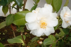 Camellia japonica 'Magnoliflora Alba'