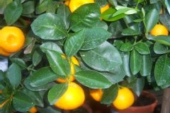 Calamondin