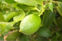 Lime de tahiti, Citron vert, Citronnier