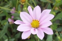 Cosmos 'flamingo'