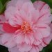 Camelia, Camelia du japon, Camelia 'bonbon blush'